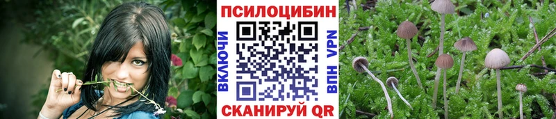 Купить где  Починок  Псилоцибиновые грибы прущие грибы 